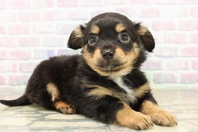 千葉県のチワックス(チワワ×ダックス) (Coo&RIKU若葉都賀店/2025年10月2日生まれ/男の子/ブラックタン)の子犬の3枚目の画像