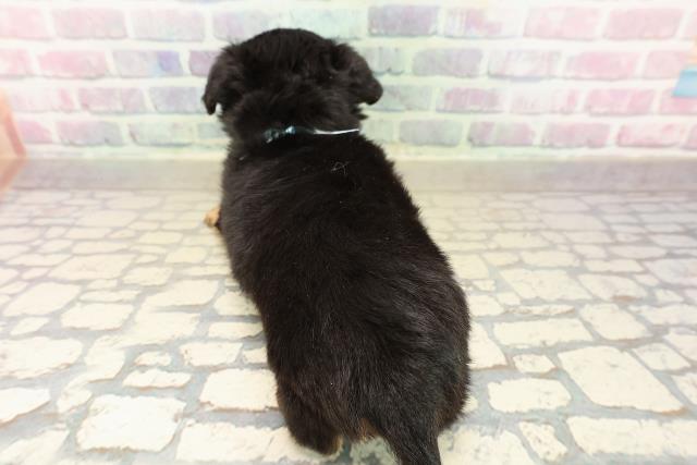 千葉県のチワックス(チワワ×ダックス) (Coo&RIKU若葉都賀店/2025年10月2日生まれ/男の子/ブラックタン)の子犬の4枚目の画像