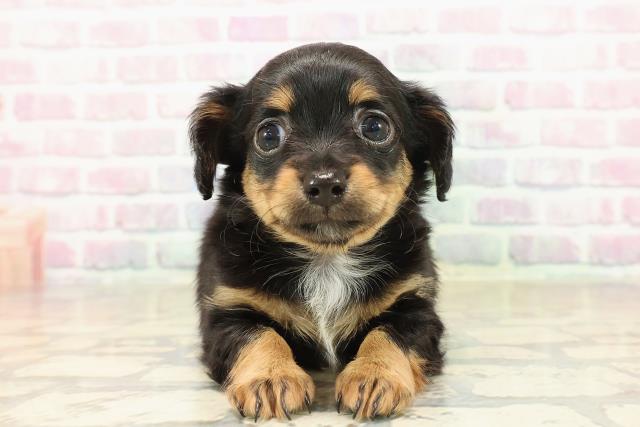 東京都のチワックス(チワワ×ダックス) (Coo&RIKU江戸川店/2025年10月2日生まれ/女の子/ブラックタン)の子犬の1枚目の画像