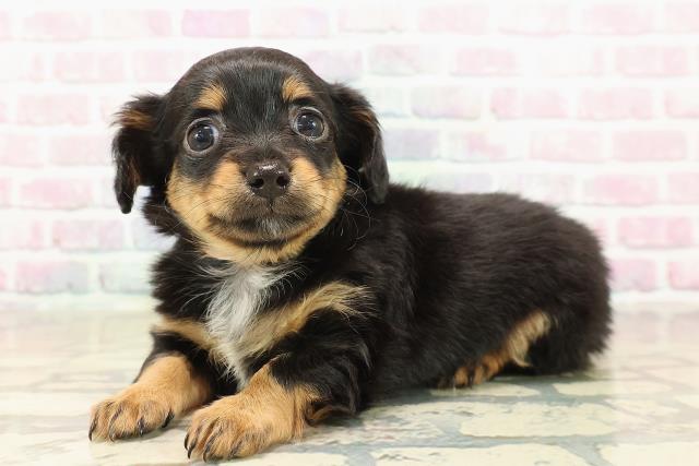 東京都のチワックス(チワワ×ダックス) (Coo&RIKU江戸川店/2025年10月2日生まれ/女の子/ブラックタン)の子犬の2枚目の画像