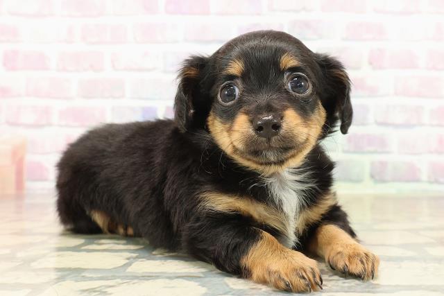 東京都のチワックス(チワワ×ダックス) (Coo&RIKU江戸川店/2025年10月2日生まれ/女の子/ブラックタン)の子犬の3枚目の画像