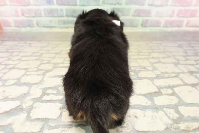 東京都のチワックス(チワワ×ダックス) (Coo&RIKU江戸川店/2025年10月2日生まれ/女の子/ブラックタン)の子犬の4枚目の画像