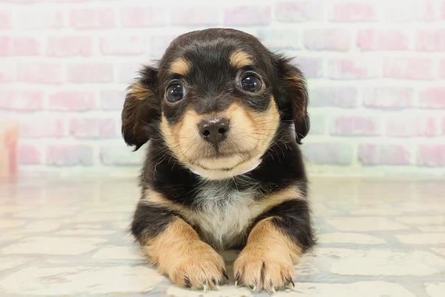 栃木県のチワックス(チワワ×ダックス) (Coo&RIKUFKDインターパーク店/2025年10月2日生まれ/女の子/ブラックタン)の子犬の1枚目の画像