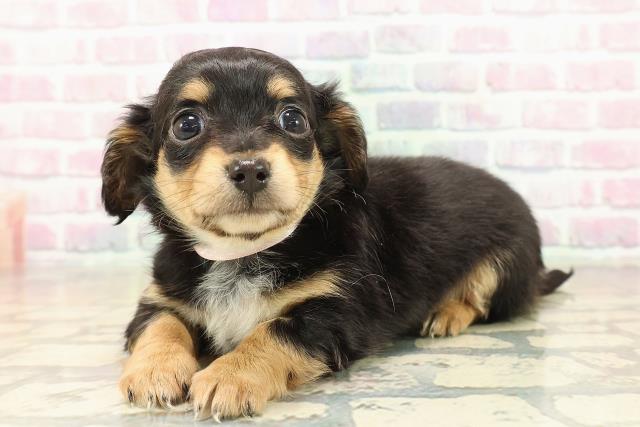 栃木県のチワックス(チワワ×ダックス) (Coo&RIKUFKDインターパーク店/2025年10月2日生まれ/女の子/ブラックタン)の子犬の2枚目の画像