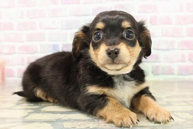 栃木県のチワックス(チワワ×ダックス) (Coo&RIKUFKDインターパーク店/2025年10月2日生まれ/女の子/ブラックタン)の子犬の3枚目の画像