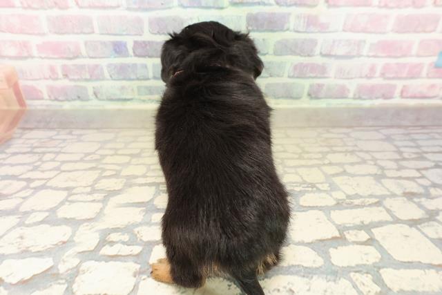 栃木県のチワックス(チワワ×ダックス) (Coo&RIKUFKDインターパーク店/2025年10月2日生まれ/女の子/ブラックタン)の子犬の4枚目の画像