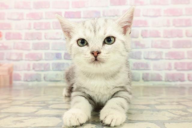 埼玉県のアメリカンショートヘアー (Coo&RIKU大宮店/2025年9月20日生まれ/女の子/シルバータビー)の子猫の1枚目の画像