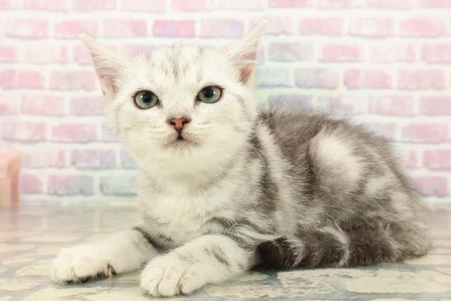 埼玉県のアメリカンショートヘアー (Coo&RIKU大宮店/2025年9月20日生まれ/女の子/シルバータビー)の子猫の2枚目の画像