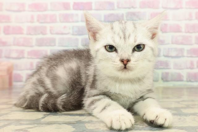埼玉県のアメリカンショートヘアー (Coo&RIKU大宮店/2025年9月20日生まれ/女の子/シルバータビー)の子猫の3枚目の画像