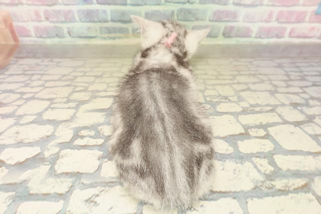 埼玉県のアメリカンショートヘアー (Coo&RIKU大宮店/2025年9月20日生まれ/女の子/シルバータビー)の子猫の4枚目の画像