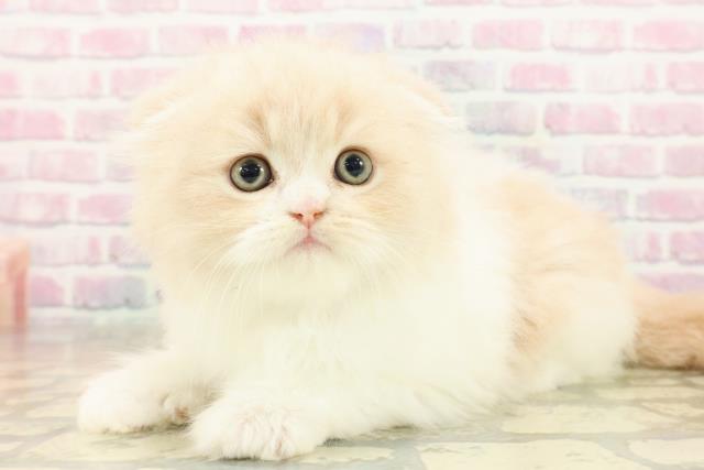 東京都のフォールデックス (Coo&RIKU武蔵小山店/2025年10月6日生まれ/男の子/クリームタビーホワイト)の子猫の2枚目の画像