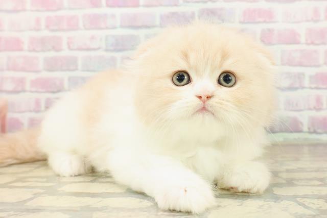 東京都のフォールデックス (Coo&RIKU武蔵小山店/2025年10月6日生まれ/男の子/クリームタビーホワイト)の子猫の3枚目の画像