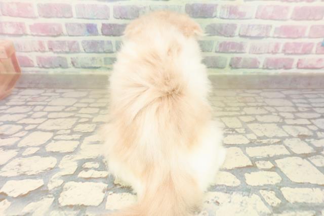 東京都のフォールデックス (Coo&RIKU武蔵小山店/2025年10月6日生まれ/男の子/クリームタビーホワイト)の子猫の4枚目の画像