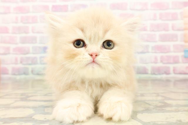 東京都のフォールデックス (Coo&RIKU中野サンモール店/2025年10月6日生まれ/男の子/クリームタビー)の子猫の1枚目の画像