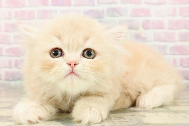 東京都のフォールデックス (Coo&RIKU中野サンモール店/2025年10月6日生まれ/男の子/クリームタビー)の子猫の2枚目の画像