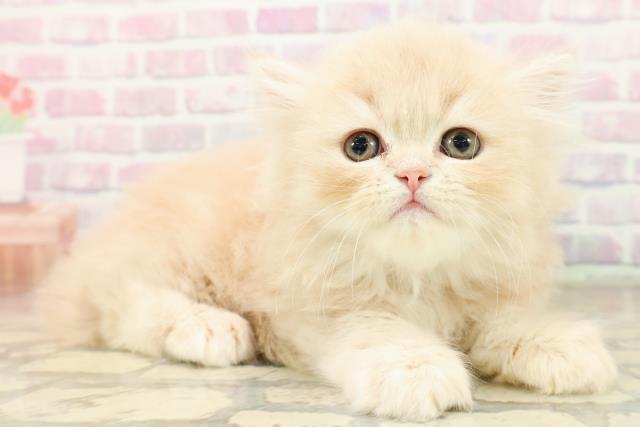 東京都のフォールデックス (Coo&RIKU中野サンモール店/2025年10月6日生まれ/男の子/クリームタビー)の子猫の3枚目の画像