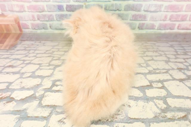 東京都のフォールデックス (Coo&RIKU中野サンモール店/2025年10月6日生まれ/男の子/クリームタビー)の子猫の4枚目の画像