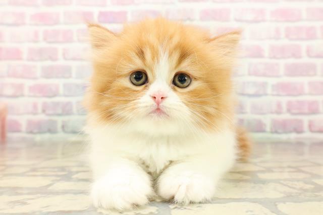 東京都のフォールデックス (Coo&RIKU池袋西口店/2025年10月6日生まれ/男の子/レッドタビーホワイト)の子猫の1枚目の画像