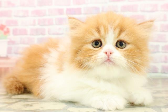 東京都のフォールデックス (Coo&RIKU池袋西口店/2025年10月6日生まれ/男の子/レッドタビーホワイト)の子猫の3枚目の画像