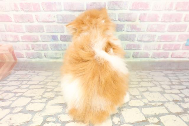 東京都のフォールデックス (Coo&RIKU池袋西口店/2025年10月6日生まれ/男の子/レッドタビーホワイト)の子猫の4枚目の画像