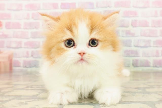 東京都のフォールデックス (Coo&RIKU下北沢店/2025年10月6日生まれ/女の子/レッドタビーホワイト)の子猫の1枚目の画像