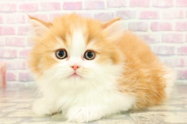 東京都のフォールデックス (Coo&RIKU下北沢店/2025年10月6日生まれ/女の子/レッドタビーホワイト)の子猫の2枚目の画像