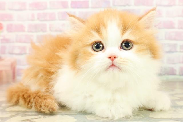 東京都のフォールデックス (Coo&RIKU下北沢店/2025年10月6日生まれ/女の子/レッドタビーホワイト)の子猫の3枚目の画像