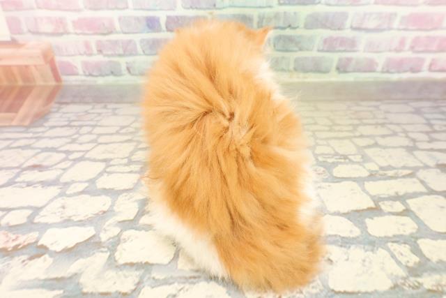 東京都のフォールデックス (Coo&RIKU下北沢店/2025年10月6日生まれ/女の子/レッドタビーホワイト)の子猫の4枚目の画像