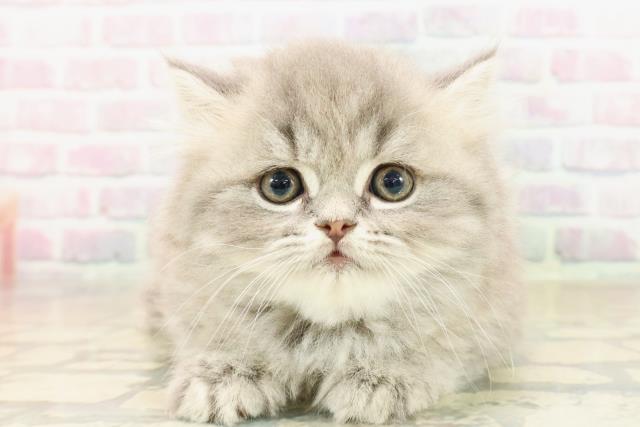 東京都のフォールデックス (Coo&RIKU三軒茶屋店/2025年10月6日生まれ/男の子/ブルータビー)の子猫の1枚目の画像