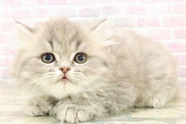 東京都のフォールデックス (Coo&RIKU三軒茶屋店/2025年10月6日生まれ/男の子/ブルータビー)の子猫の2枚目の画像