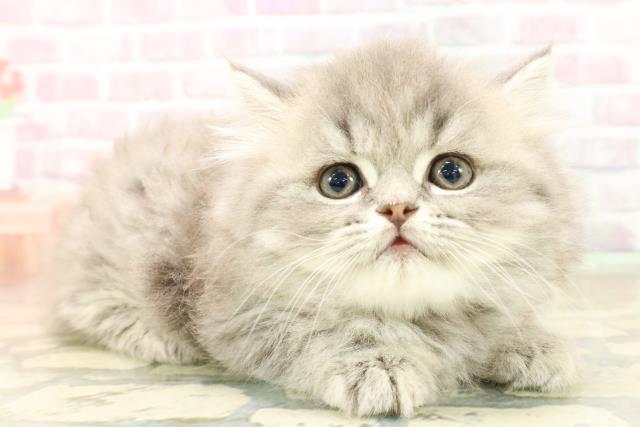 東京都のフォールデックス (Coo&RIKU三軒茶屋店/2025年10月6日生まれ/男の子/ブルータビー)の子猫の3枚目の画像