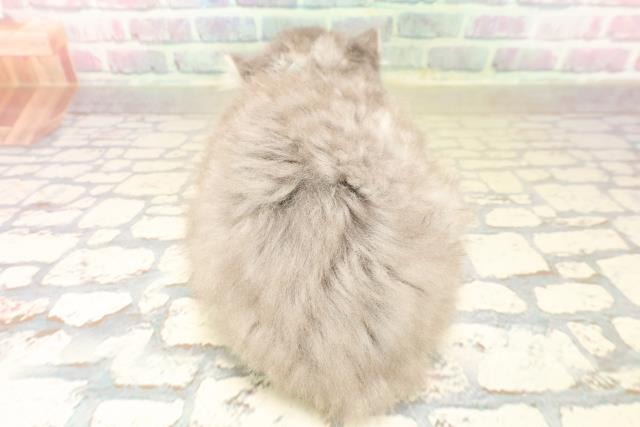 東京都のフォールデックス (Coo&RIKU三軒茶屋店/2025年10月6日生まれ/男の子/ブルータビー)の子猫の4枚目の画像