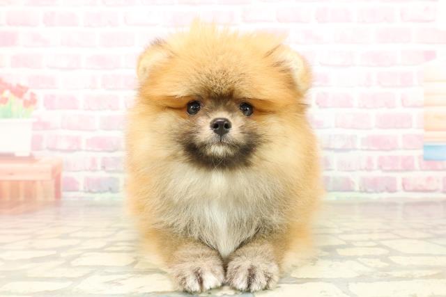 北海道のポメラニアン (Coo&RIKU札幌西店/2025年10月2日生まれ/男の子/オレンジ)の子犬の1枚目の画像