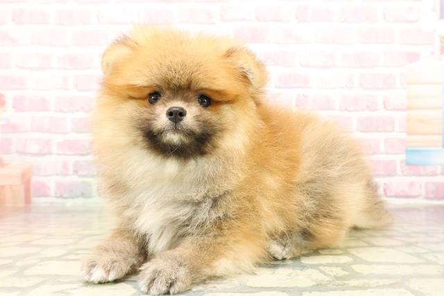 北海道のポメラニアン (Coo&RIKU札幌西店/2025年10月2日生まれ/男の子/オレンジ)の子犬の2枚目の画像