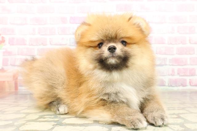 北海道のポメラニアン (Coo&RIKU札幌西店/2025年10月2日生まれ/男の子/オレンジ)の子犬の3枚目の画像