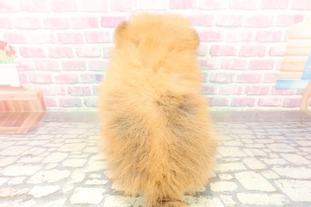 北海道のポメラニアン (Coo&RIKU札幌西店/2025年10月2日生まれ/男の子/オレンジ)の子犬の4枚目の画像