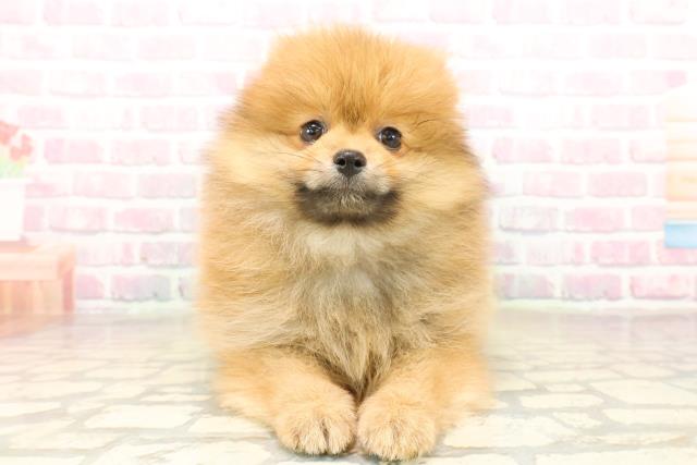 北海道のポメラニアン (Coo&RIKU北見店/2025年10月2日生まれ/女の子/オレンジ)の子犬の1枚目の画像