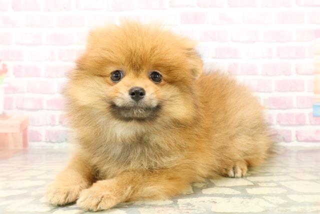 北海道のポメラニアン (Coo&RIKU北見店/2025年10月2日生まれ/女の子/オレンジ)の子犬の2枚目の画像