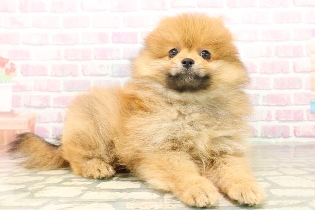 北海道のポメラニアン (Coo&RIKU北見店/2025年10月2日生まれ/女の子/オレンジ)の子犬の3枚目の画像