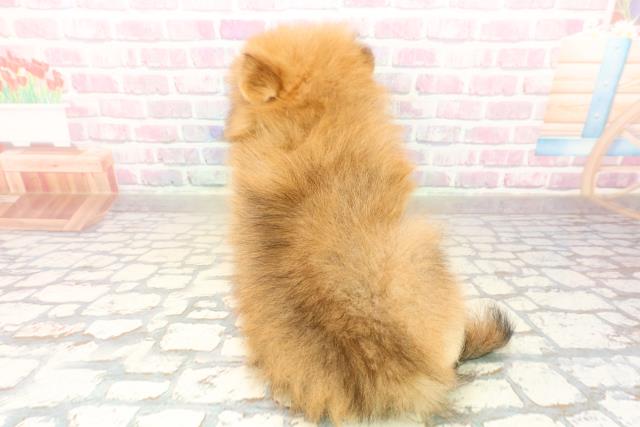 北海道のポメラニアン (Coo&RIKU北見店/2025年10月2日生まれ/女の子/オレンジ)の子犬の4枚目の画像