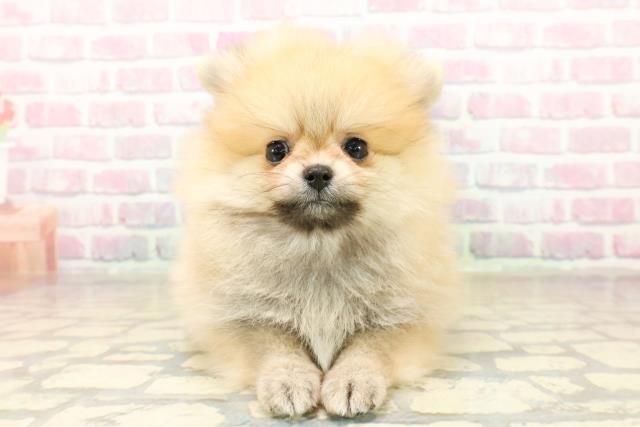 北海道のポメラニアン (Coo&RIKU釧路店/2025年10月2日生まれ/女の子/オレンジ)の子犬の1枚目の画像