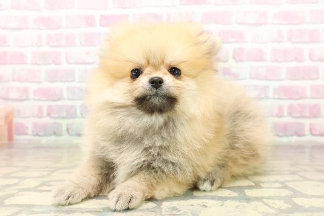 北海道のポメラニアン (Coo&RIKU釧路店/2025年10月2日生まれ/女の子/オレンジ)の子犬の2枚目の画像