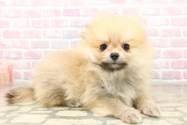 北海道のポメラニアン (Coo&RIKU釧路店/2025年10月2日生まれ/女の子/オレンジ)の子犬の3枚目の画像