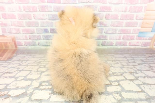 北海道のポメラニアン (Coo&RIKU釧路店/2025年10月2日生まれ/女の子/オレンジ)の子犬の4枚目の画像