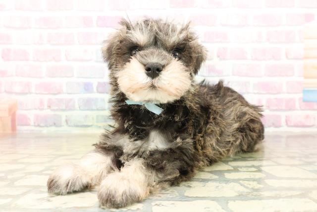 北海道のミニチュアシュナウザー (Coo&RIKU旭川店/2025年10月2日生まれ/男の子/ソルトペッパー)の子犬の2枚目の画像