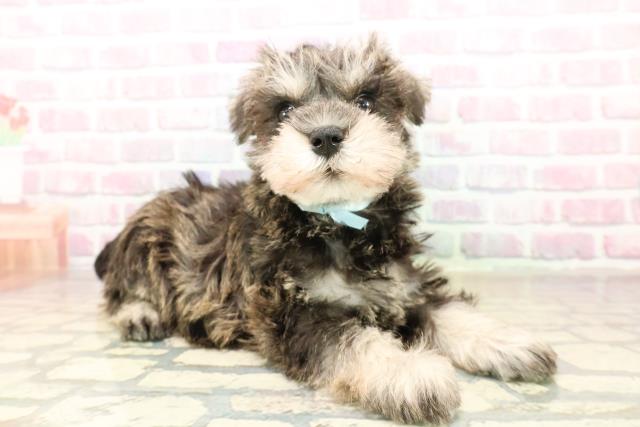 北海道のミニチュアシュナウザー (Coo&RIKU旭川店/2025年10月2日生まれ/男の子/ソルトペッパー)の子犬の3枚目の画像