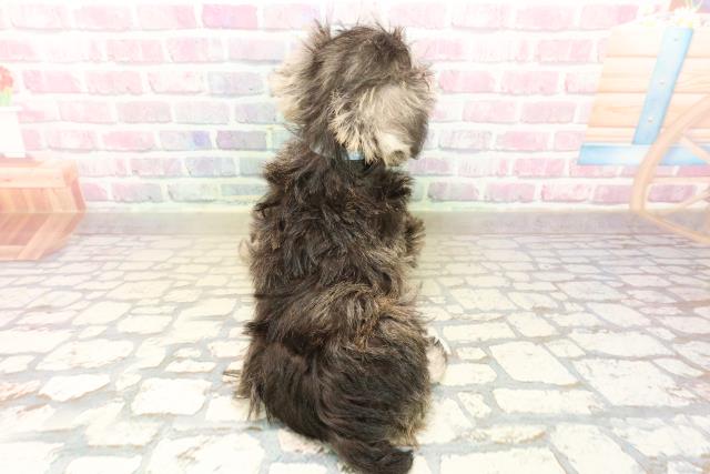 北海道のミニチュアシュナウザー (Coo&RIKU旭川店/2025年10月2日生まれ/男の子/ソルトペッパー)の子犬の4枚目の画像