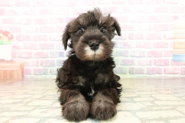 北海道のミニチュアシュナウザー (Coo&RIKU釧路店/2025年10月2日生まれ/男の子/ブラックシルバー)の子犬