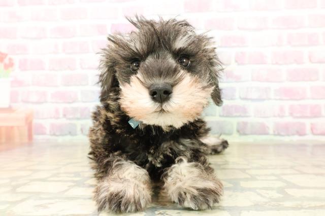 北海道のミニチュアシュナウザー (Coo&RIKU岩見沢店/2025年10月2日生まれ/男の子/ソルトペッパー)の子犬