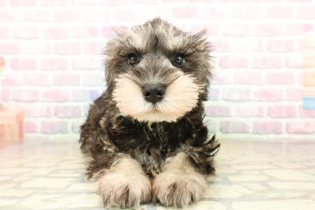 北海道のミニチュアシュナウザー (Coo&RIKU室蘭店/2025年10月2日生まれ/男の子/ソルトペッパー)の子犬